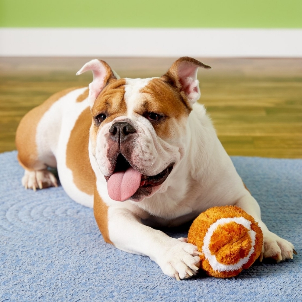 Squeaky Football DOG NEW